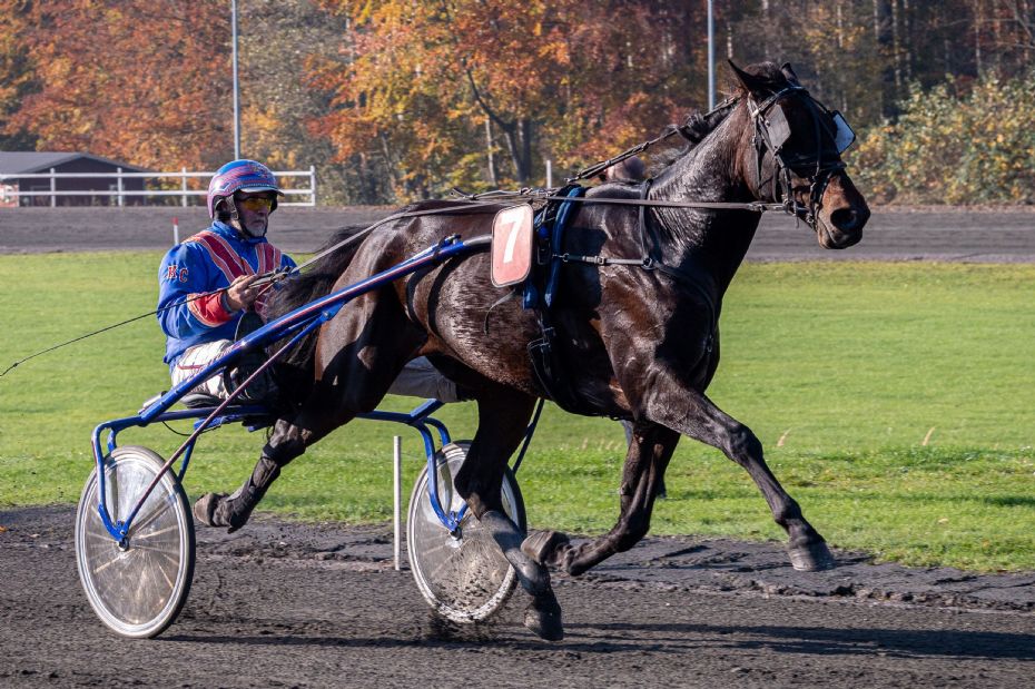 Flere og flere travsportsfolk til Sverige