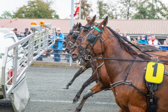 Patricia Bo fik de sidste penge efter galop