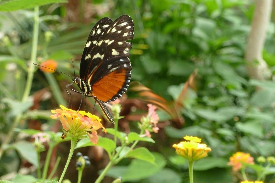 Tropeland fik st�rre overskud