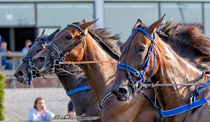 Bornholmers travhest stadigv�k ubesejret