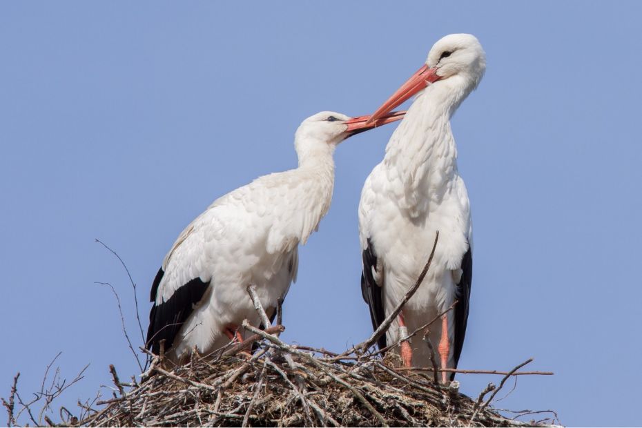 Mange storkeunger p� vingerne