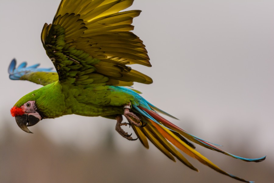 Papeg�je hjemme igen