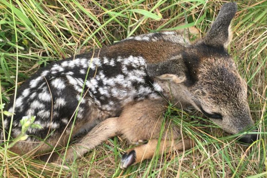 Mange r�lam p� Bornholm