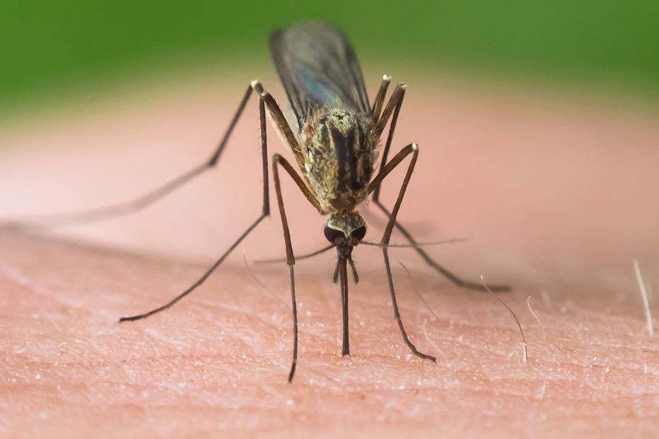 Sommeren kan v�re en stikkende aff�re