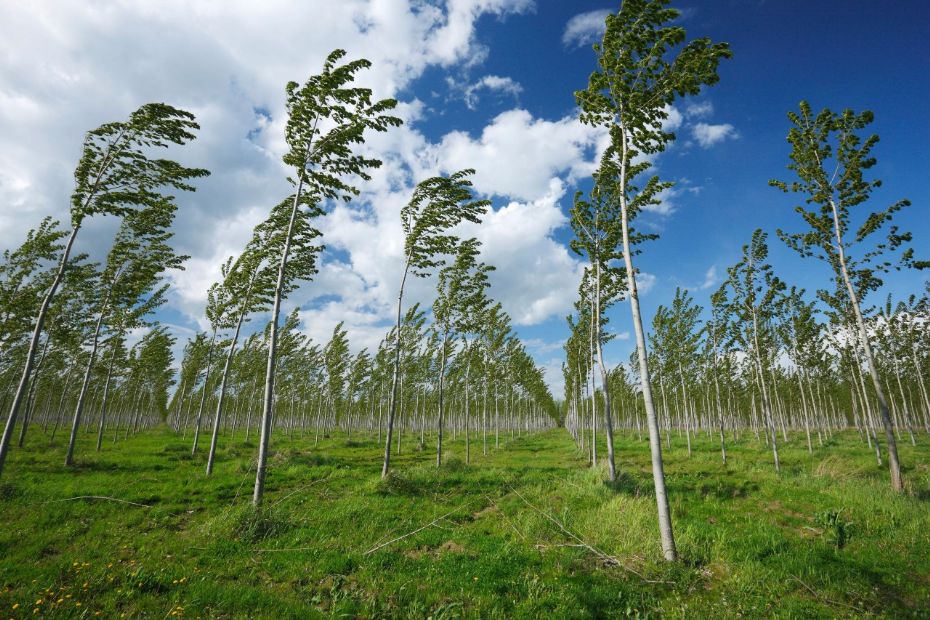 Minimalt overskud hos Treesale ApS