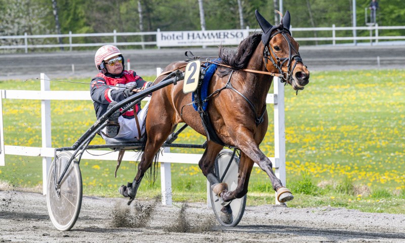 Gommans nye hest debuterer i Sverige