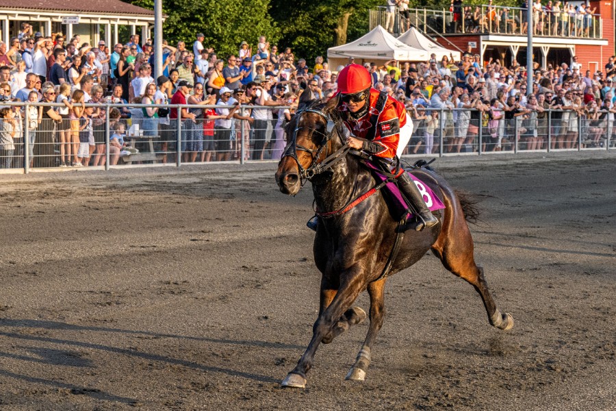 Lokale heste til start i derbyweekenden