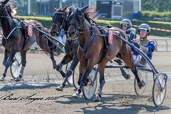 Dygtig travhest har forladt jorden