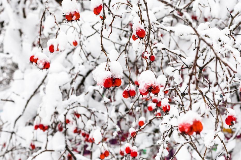 B�rbuske, beplantede krukker og fuglehuse i farver