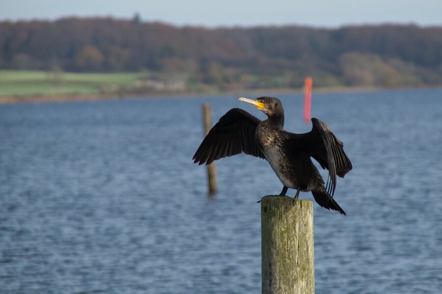 F�rst udryddet og s� genindvandret