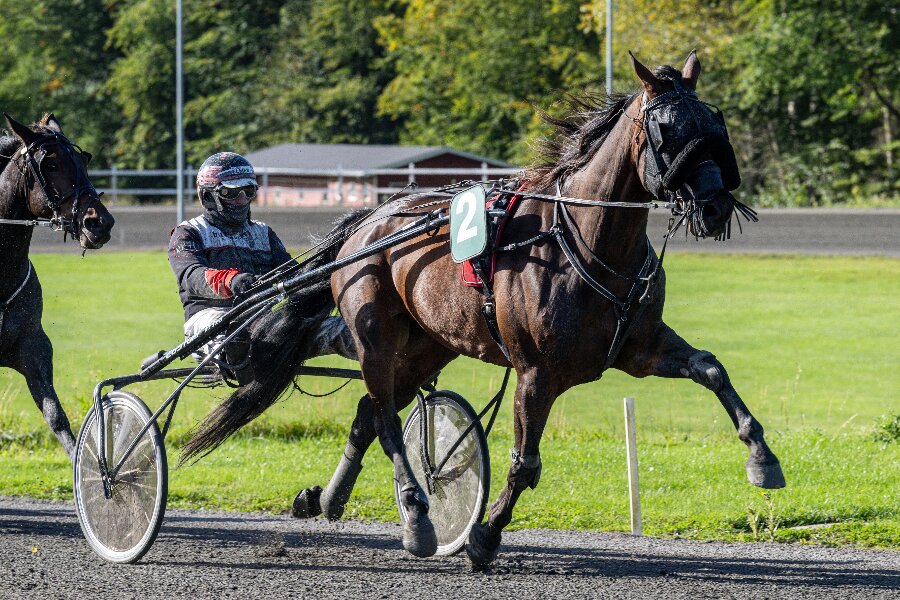 Fr�ns Hjortsh�j ligner �rets sejrshest i Danmark