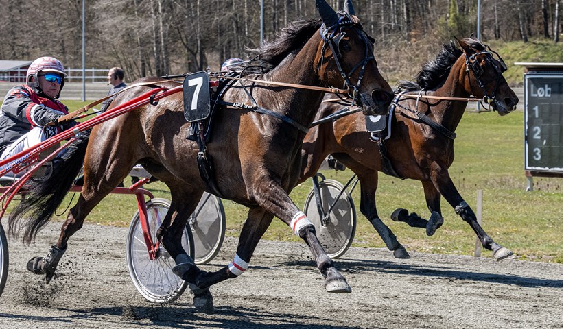 Travbanens anpartshest s�lges p� auktion