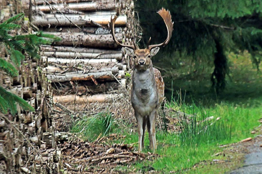 H�rdt arbejde at v�re kronhjort med harem