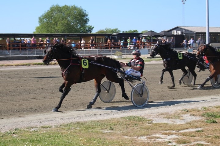 Travhest k�bt til Bornholm