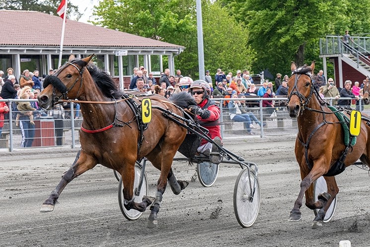 Travhest p� Bornholm til l�b i hovedstaden