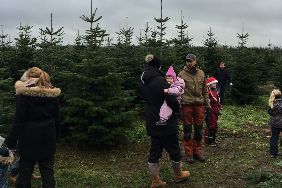 Sydbank f�lder juletr�er med kunderne