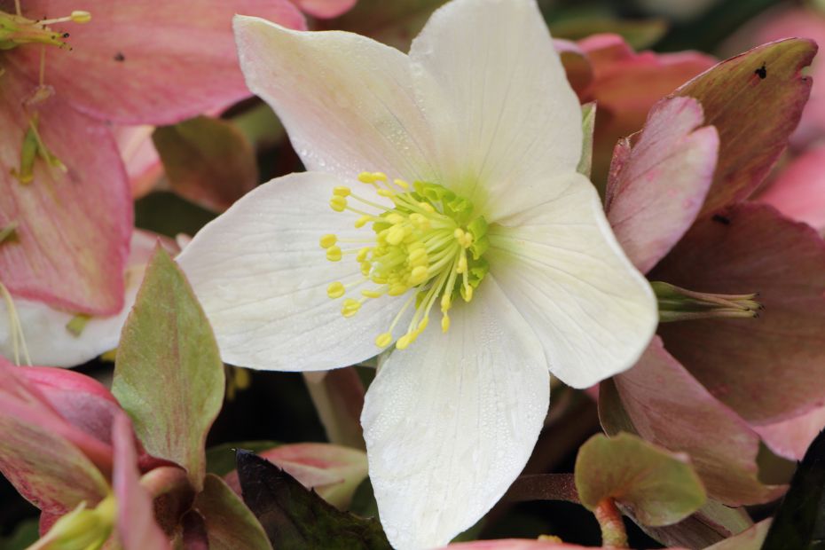 Blomstrende julestemning