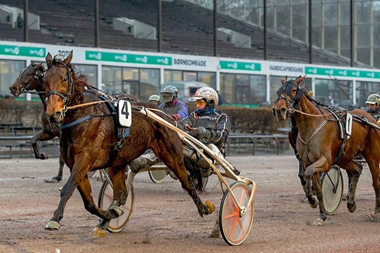 Vinderhest i forg�rs til dyrl�getjek i Sverige i morgen