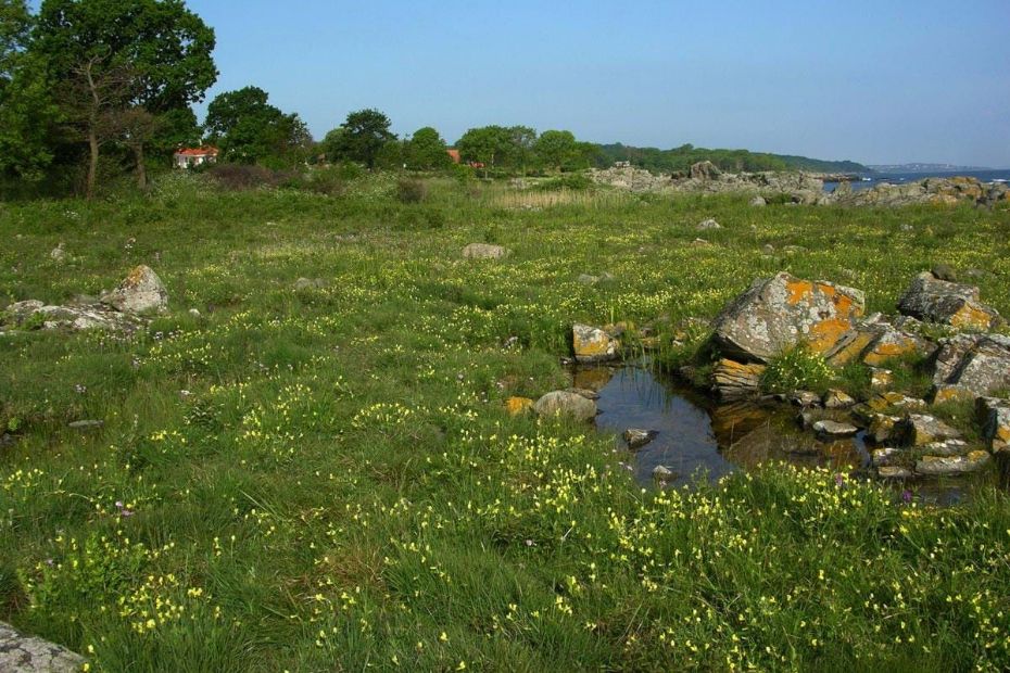 Vil revidere fredning af strandeng ved Listed