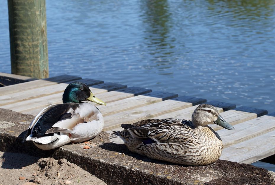 Naturens vilde dyr har indtaget byen