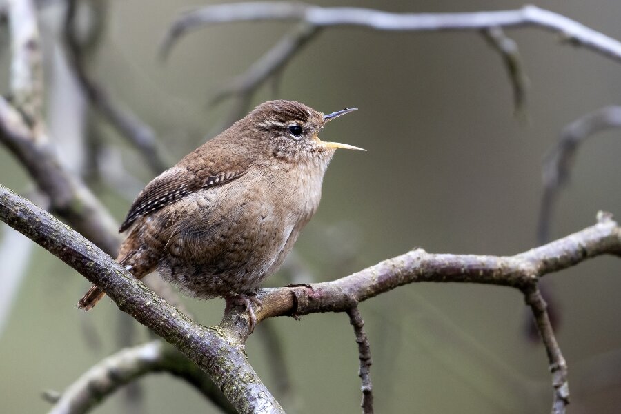 G�rdesmutten synger om vinteren