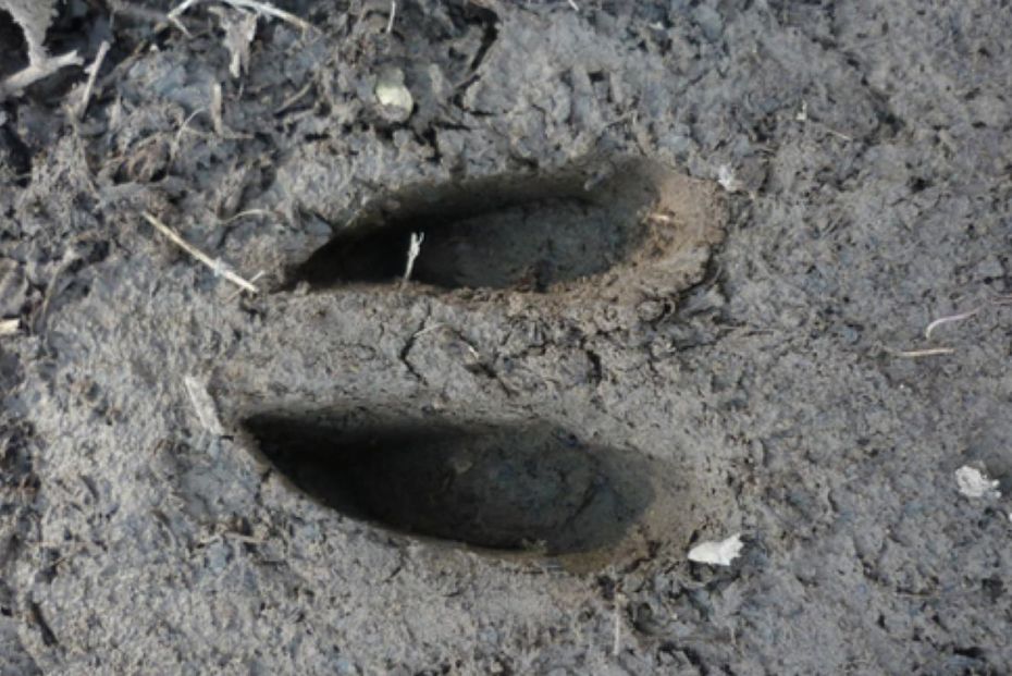 Dyrespor som gipsafst�bninger