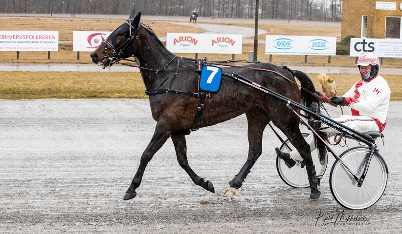 Bornholmsk sejrshoppe til l�b i Sverige