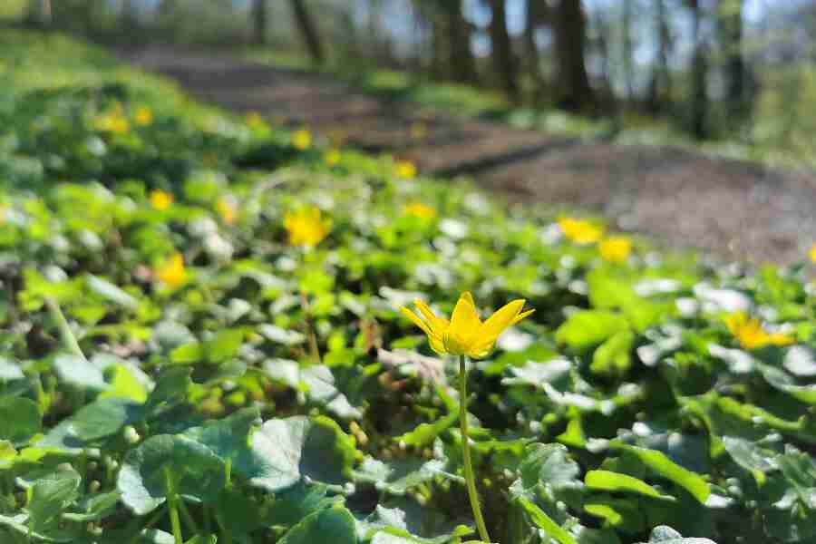 F�rdsel i for�rsskoven