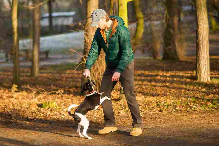 Hastv�rk er lastv�rk n�r hunden luftes