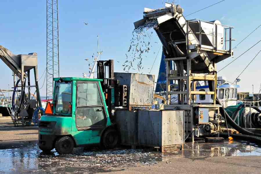 Brisling fra �sters�en mister certificering