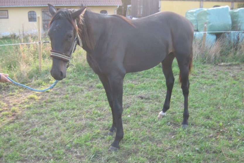 Flying Dream tilbage p� �en