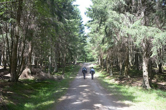 Bornholm skal have mere ny skov