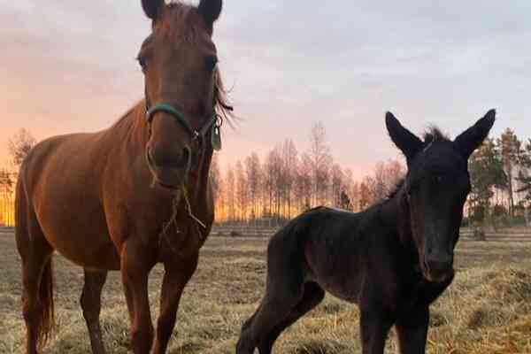 Twin Peaks mor for anden gang