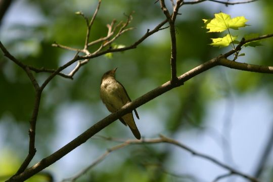 En mestersanger kommer snart p� bes�g