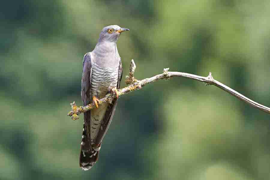 Danmarks eneste snyltefugl