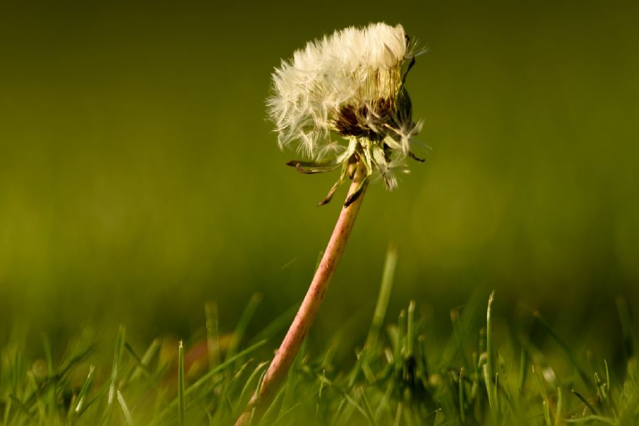 Hold haven fri for ukrudt med timing og knofedt