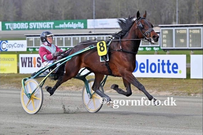 Endnu en travhest k�bt til Bornholm