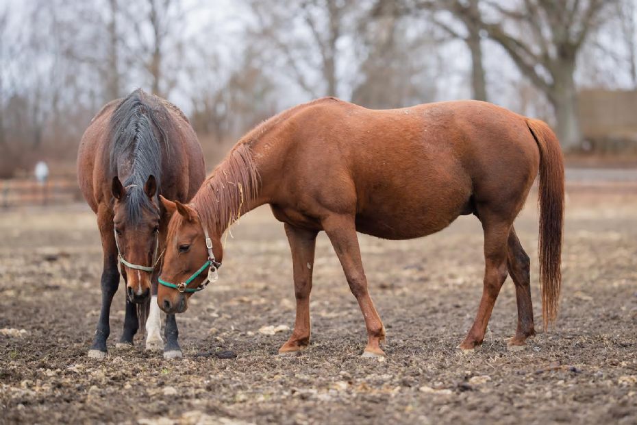 Dobbelt BM-vinder foler snart for anden gang