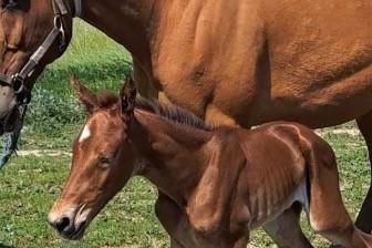 Ny f�dt hos Kurt M. Hansen