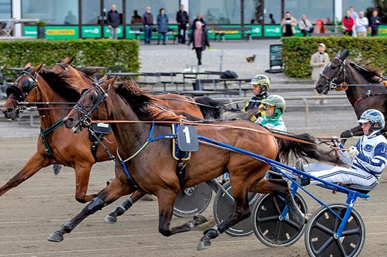 Bornholmsk opdr�ttet derbyh�b til Sverige