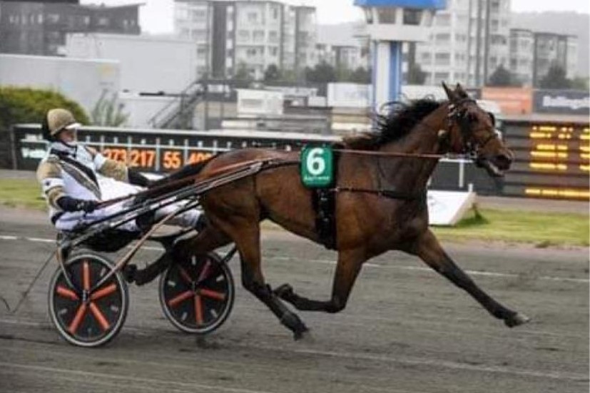 Gommans nye travhest femte i Sverige