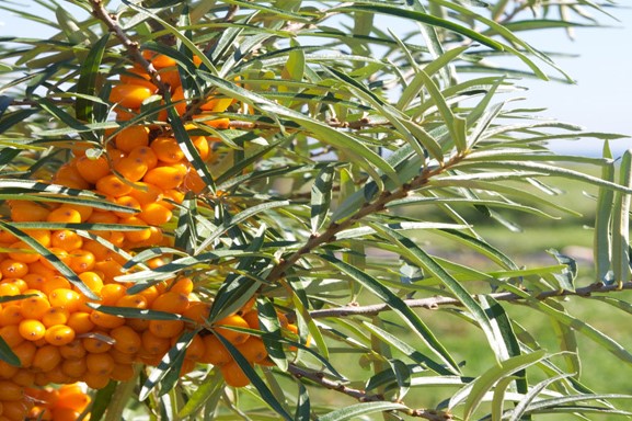 Underskud hos Havtorn Bornholm ApS