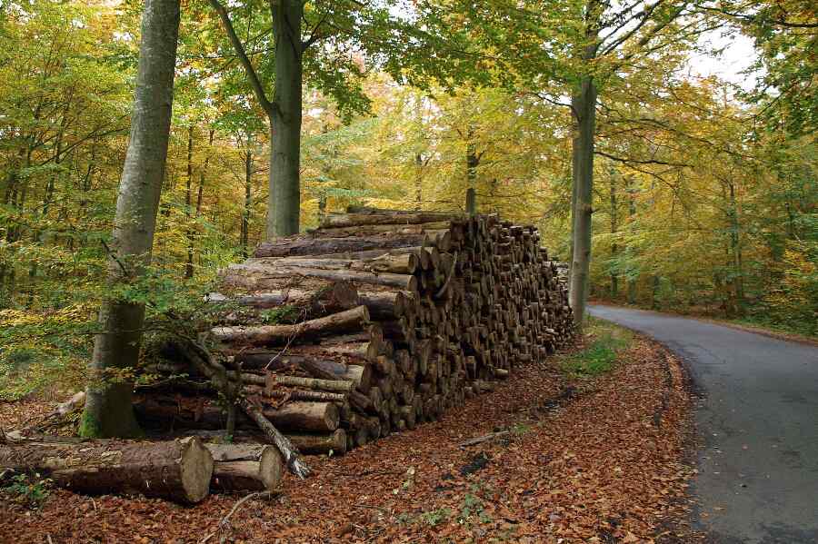 Skovejere fik stj�let v�rdifuldt br�nde