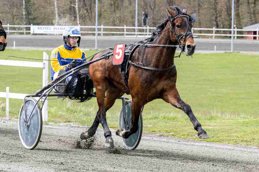 Diamondwind favorit som sprintermester