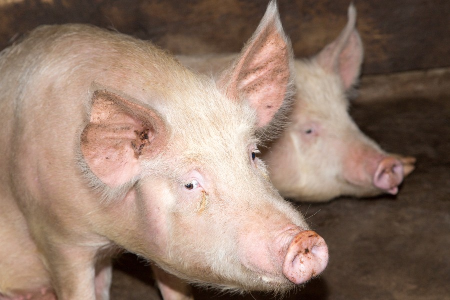 Svineproducent tjente knap 6 mio. kr.