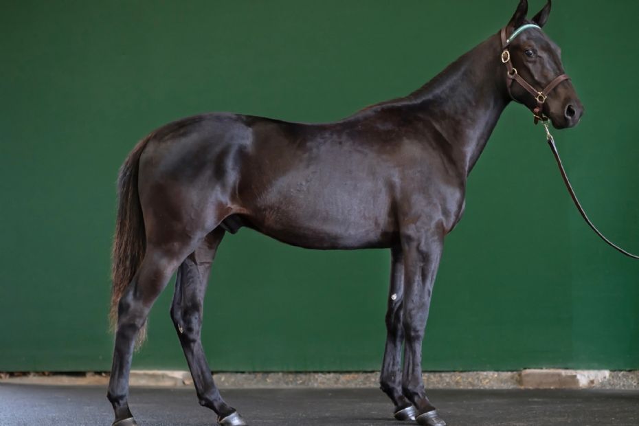 Twin Peaks f�rste afkom p� auktion i aften