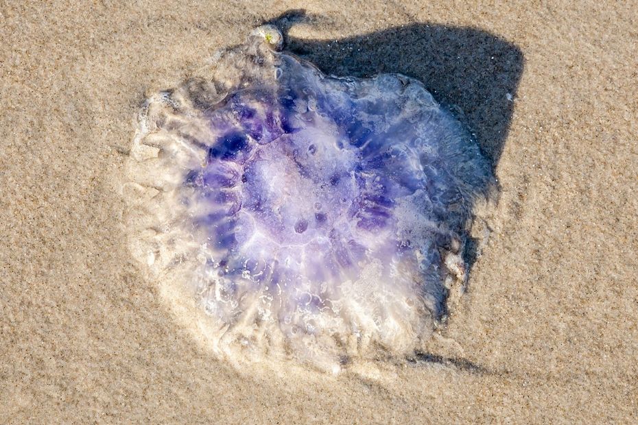 Ikke bare en vandmand eller brandmand