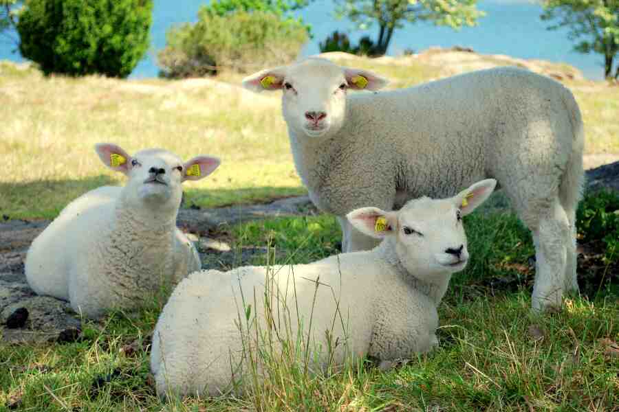 Juli er gradvist blevet varmere