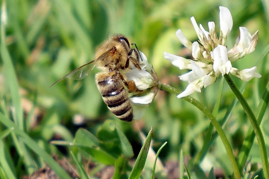 N�r naturen stikker eller bider