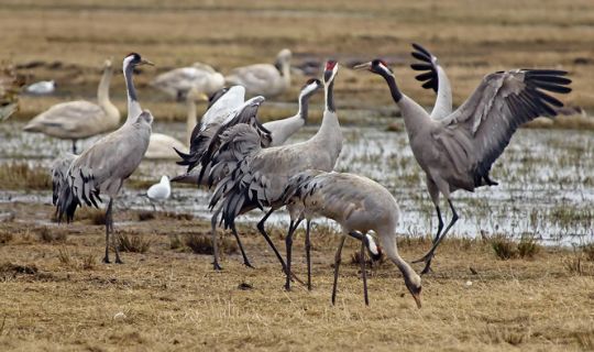 Bornholm f�r stadig flere traner